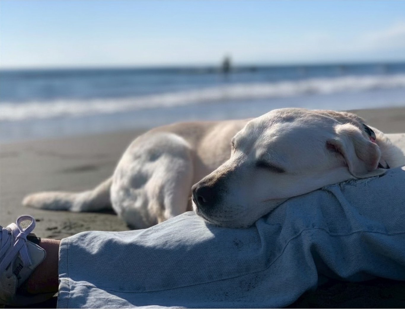 砂浜で人の膝に頭をあずけて眠る白いラブラドール・レトリバー